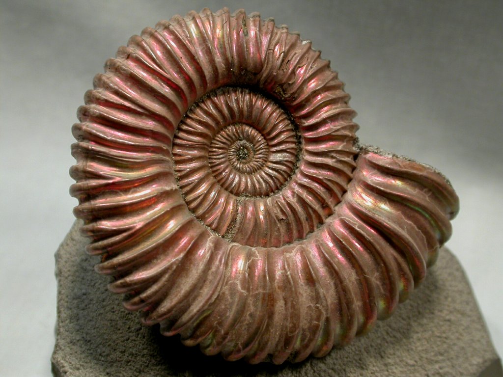 Ammonite-5-1024